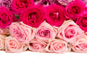 Bunch pink and violet blooming fresh rose flowers border isolated on white background with copy space