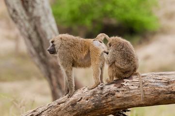Closeup of Olive Baboons (scientific name: papio anubis, or Nyani in Swaheli) in the Tarangire National park, Tanzania