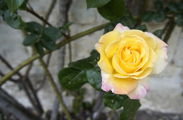 Yellow Rose on a rainy day Chateau, de l’islette, France