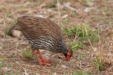 Red-necked Spurfowl or Red-necked Froncolin (pternistis afer or Froncolinuus afer) hunting for food in Tarangire national Park