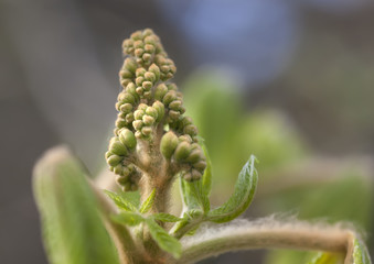 Nahaufnahme Kastanienblüte