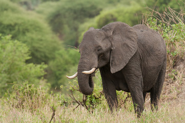 Fototapeta na wymiar Closeup of African Elephant (scientific name: Loxodonta africana, or 