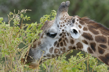 Closeup of Masai Giraffe (scientific name: Giraffa camelopardalis tippelskirchi or 
