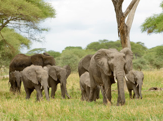 Closeup of African Elephant (scientific name: Loxodonta africana, or "Tembo" in Swaheli) image taken on Safari located in the Tarangire National park, Tanzania