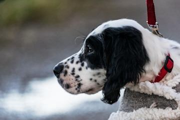 English Setter, profile
