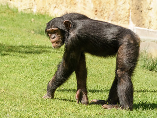 Male Chimpanzee Portrait
