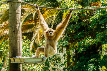Naklejka premium Spider Monkey Portrait
