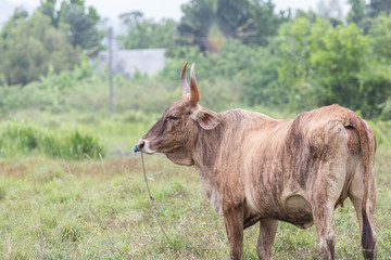 Beautiful brown cow standing on a meadow.