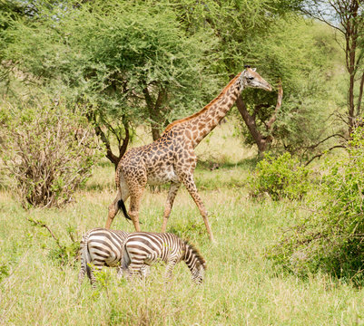  Zebra & Masai Giraffe (scientific name: Giraffa camelopardalis tippelskirchi or "Twiga" in Swaheli) image taken on Safari  in the Tarangire National park, Tanzania