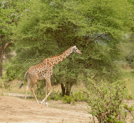 Obraz premium Masai Giraffe (scientific name: Giraffa camelopardalis tippelskirchi or 