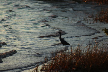 Great blue heron standing along the shoreline with water recession