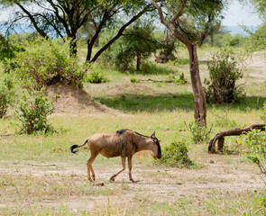 running Wildebeest (scientific name: Connochaetes taurinus or "Nyumbu" in Swaheli) image taken on Safari located in the Tarangire National park, Tanzania