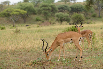 Closeup of Impala (scientific name: Aepyceros melampus, or 