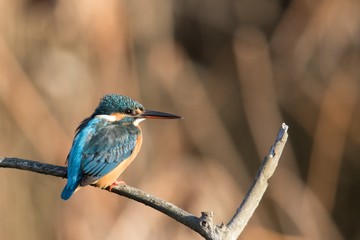 カワセミの後姿