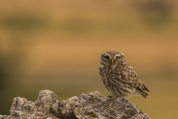 Mochuelo (athene noctua) en Montgai, Lleida, España