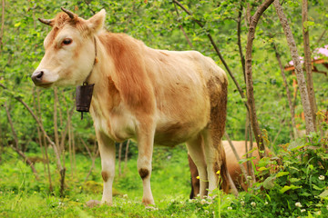 The Cow