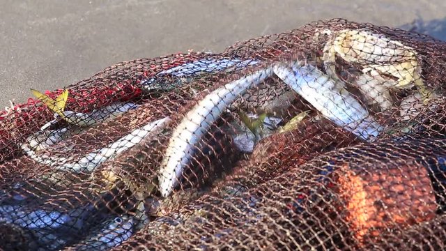 Fish in the fishnet near sea water. Goa, Arambol beach, India, close up