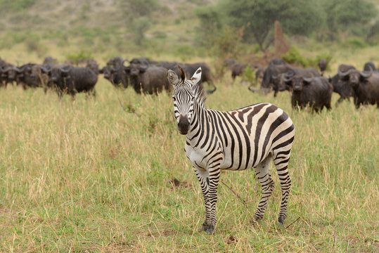 Closeup of Burchell's Zebra, image taken on Safari located in the Tarangire National park, Tanzania