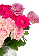 Bunch pink and violet blooming fresh rose flowers close up isolated on white background