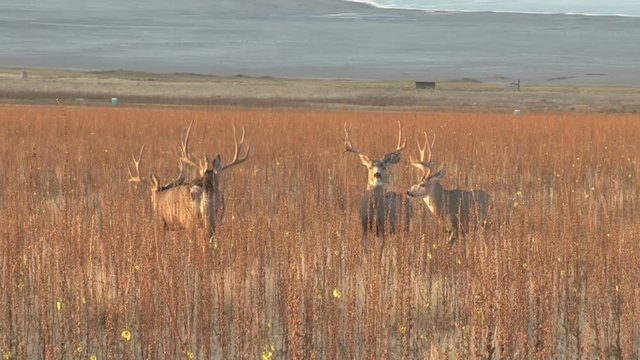 Mule Deer