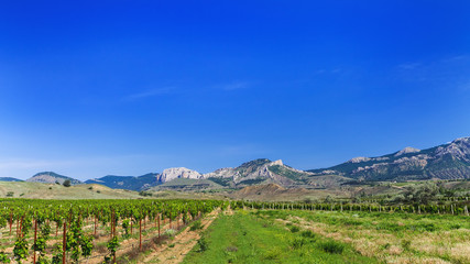 Fototapeta na wymiar solar distant Crimea walking tour / summer vineyards with mountains in the background