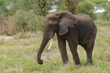 Fototapeta na wymiar Closeup of African Elephant (scientific name: Loxodonta africana, or 