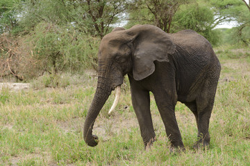 Fototapeta premium Closeup of African Elephant (scientific name: Loxodonta africana, or 