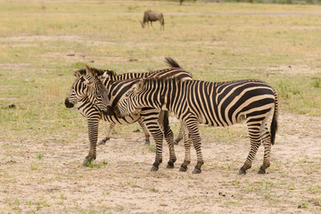 Fototapeta na wymiar group of Burchell's Zebra image taken on Safari located in the Tarangire National park, Tanzania
