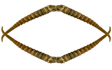 a frame from a saiga antler isolated