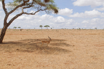 Impala (scientific name: Aepyceros melampus, or "Swala pala" in Swaheli) getting some shade in the Tarangire, National park, Tanzania