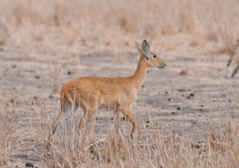 Closeup of female Reedbuck (scientific name: Redunca redunca, or 
