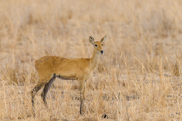 Closeup of female Reedbuck in the Tarangire, National park, Tanzania