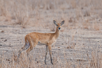 Closeup of female Reedbuck (scientific name: Redunca redunca, or 