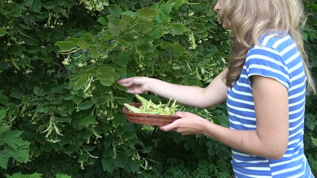 blonde woman pick fresh linden plant blossom on basket. 4K