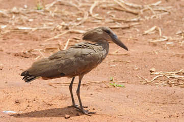 Hamerkop in a puddle (Scopus u. umbretta) in Tarangire National Park