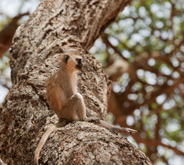 Vervet Monkey (Scientific name:cercopthecus aethiops, or Tumbiili in Swaheli), shot on Safari in the Tarangire National Park in Tanzania
