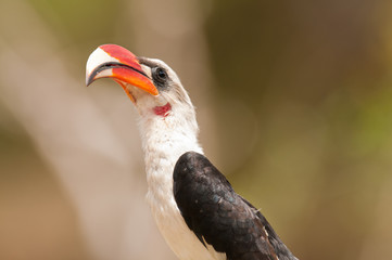 Close-up of a Von der Decken's hornbill found in Tarangire National Park, Tanzania