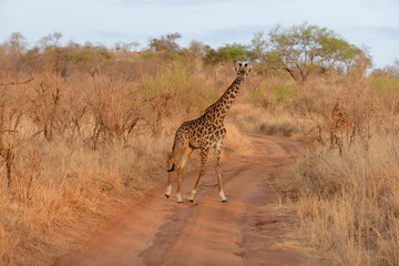 Obraz premium Closeup of Masai Giraffe (scientific name: Giraffa camelopardalis tippelskirchi or 