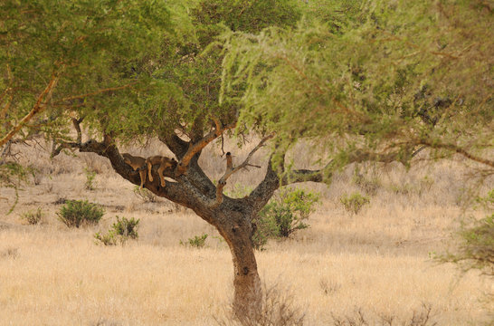 Lion cubs asleep up in a tree in the Tarangire National Park, Tanzania