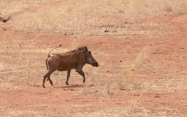 Closeup of Warthog (scientific name: Phacochoerus aethiopicus, or 