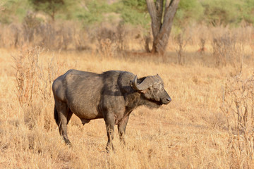 Obraz premium Closeup of Buffalo (scientific name: Syncerus caffer or 