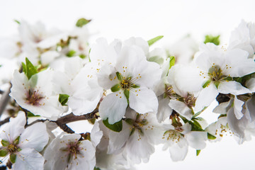 flor del cerezo fondo blanco