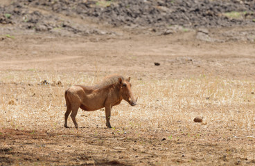Closeup of Warthog (scientific name: Phacochoerus aethiopicus, or 