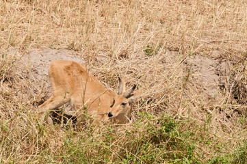 Closeup of Reedbuck (scientific name: Redunca redunca, or 