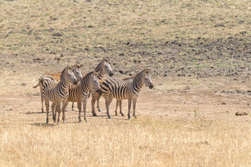 Fototapeta na wymiar herd of Zebra in the Tarangire National park, Tanzania