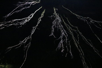 Roots of Banyan tree at night view