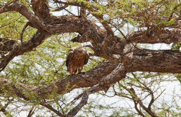 Tawny Eagle (Aquila rapax) eating a tortoise that has been killed by a vehicle running over it in Tarangire National Park; Tanzania