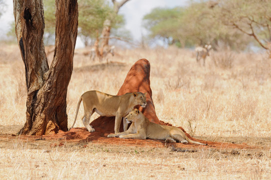 Closeup of a  Lion pride (scientific name: Panthera leo, or "Simba" in Swaheli) image taken on Safari located in the Tarangire National park, Tanzania