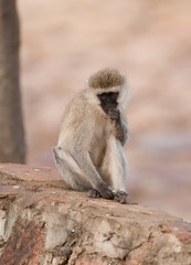Vervet Monkey contemplating (Scientific name:cercopthecus aethiops, or Tumbiili in Swaheli) in the Tarangire National Park, Tanzania