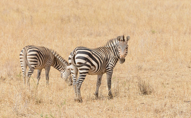Fototapeta na wymiar Closeup of Burchell's Zebra or Boehm's zebra (scientific name: Equus burchelli, subspecies Equus burchelli boehmi or 